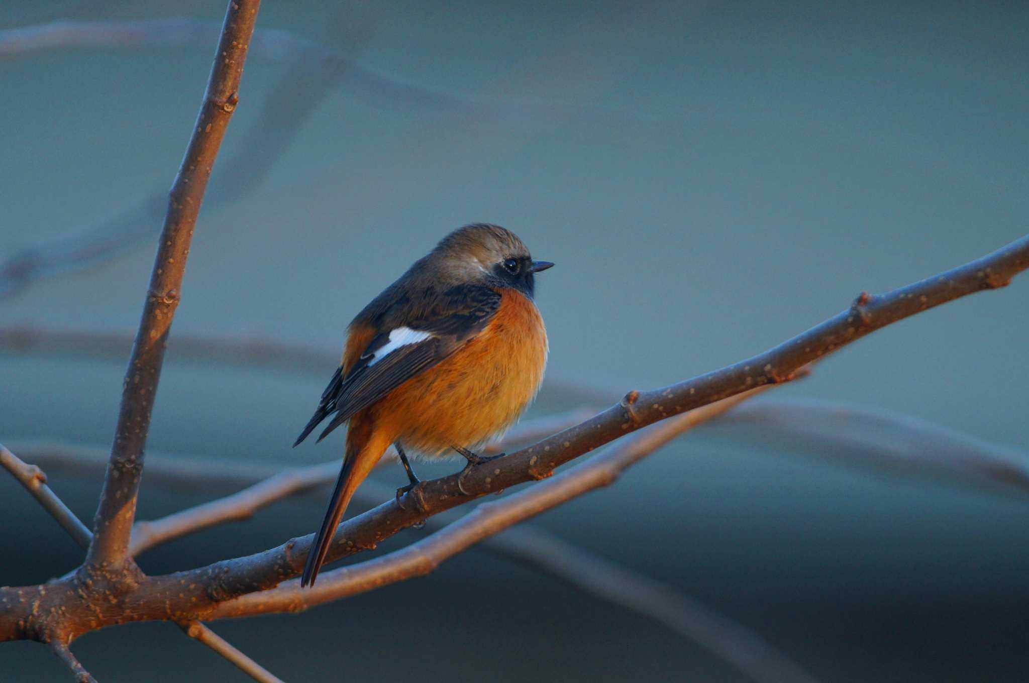 Daurian Redstart