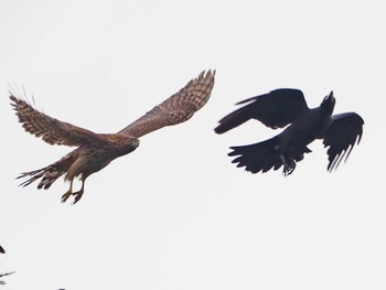 Eurasian Goshawk 善福寺川緑地 Sat, 7/16/2022