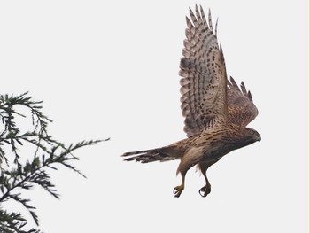 Eurasian Goshawk 善福寺川緑地 Sat, 7/16/2022