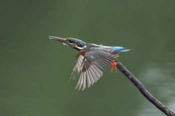 2022年7月16日(土) 長浜公園の野鳥観察記録