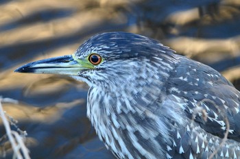 2018年1月14日(日) 野川の野鳥観察記録