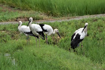 コウノトリ 渡良瀬遊水地 2022年7月14日(木)