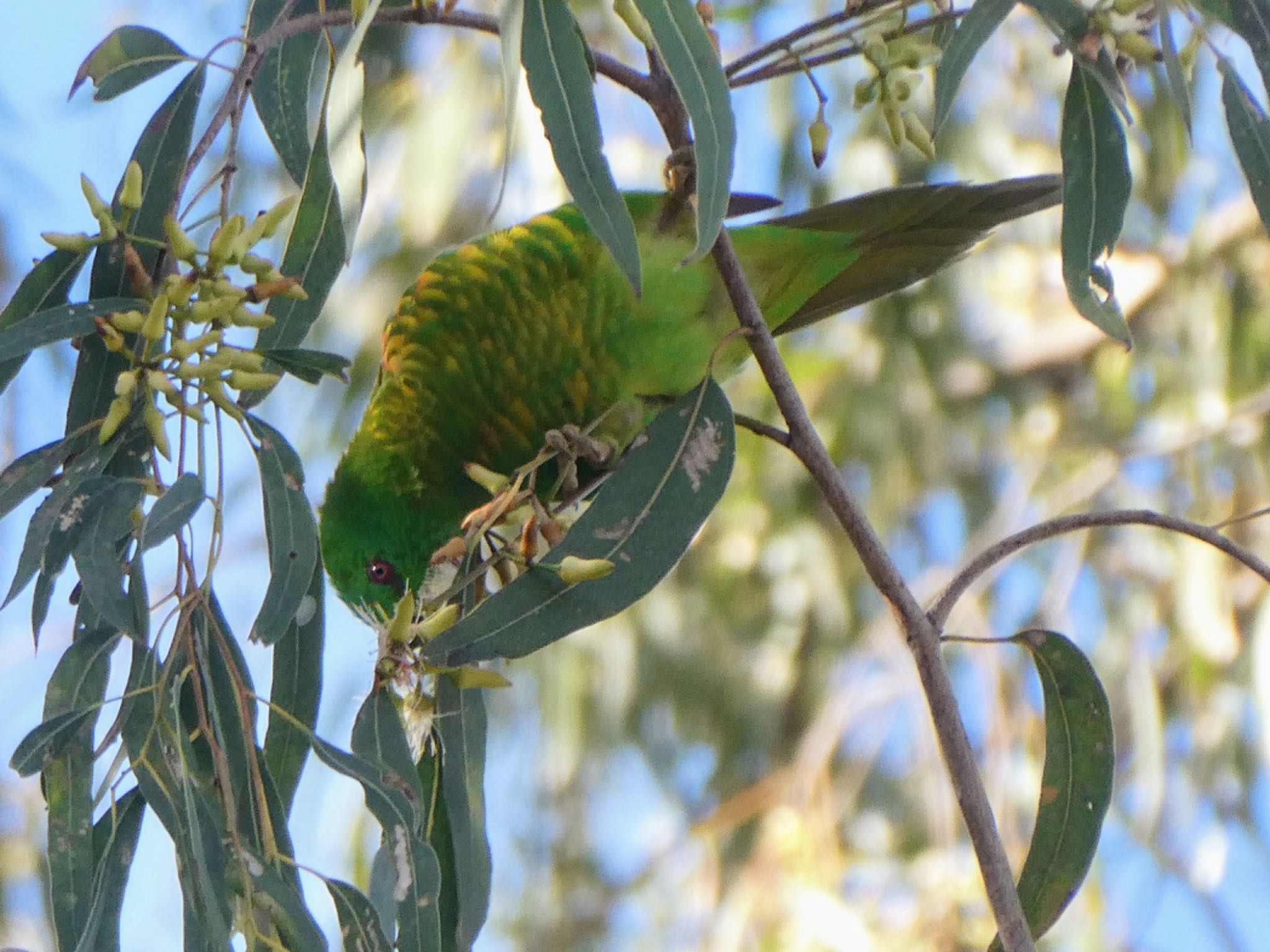 Photo of Scaly-breasted Lorikeet at Southport, QLD, Australia by Maki