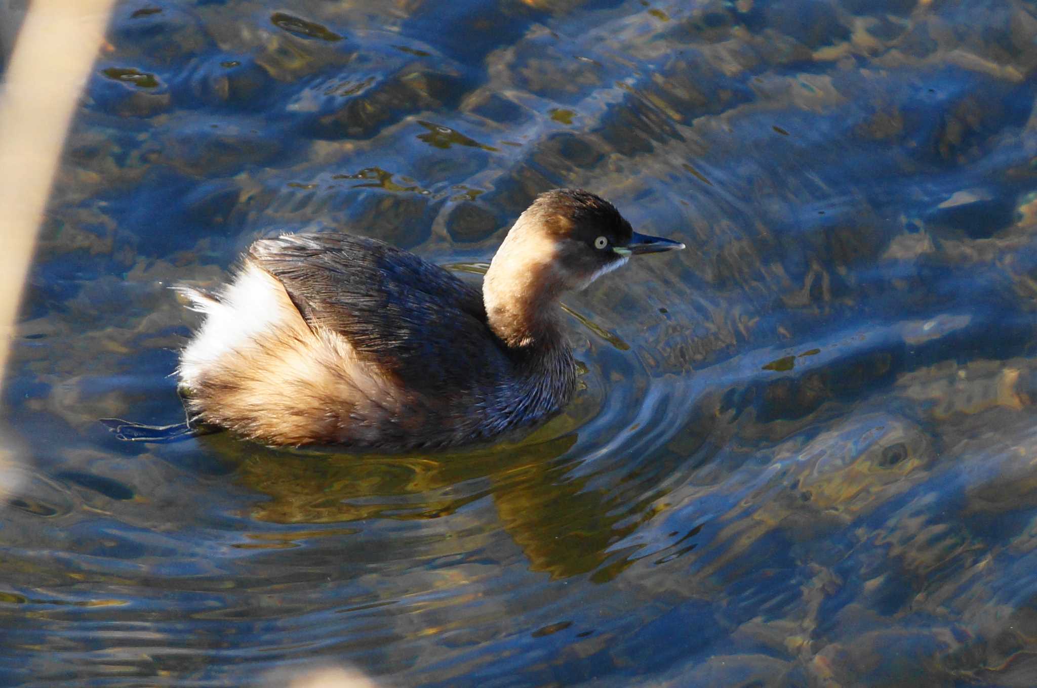 Little Grebe