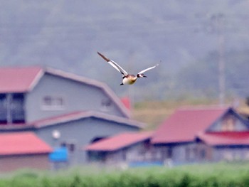 カンムリカイツブリ 宮島沼 2022年7月13日(水)