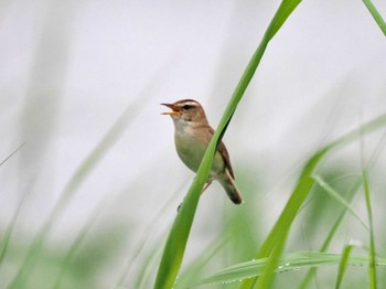 コヨシキリ 宮島沼 2022年7月13日(水)