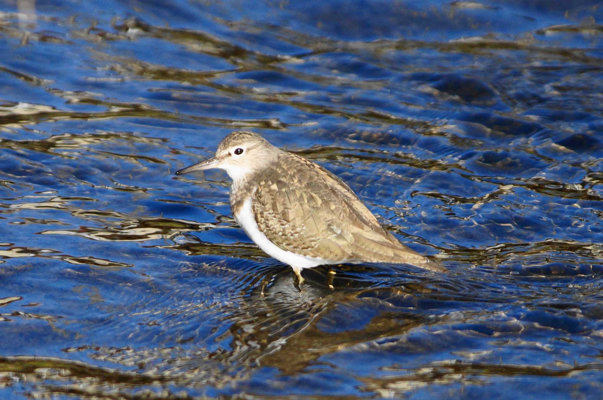 Common Sandpiper