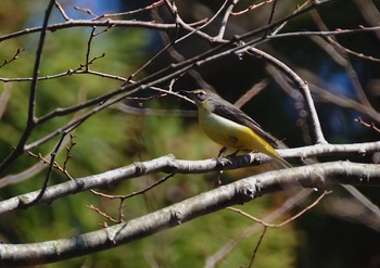 Grey Wagtail 奥入瀬渓流 Sat, 4/11/2020