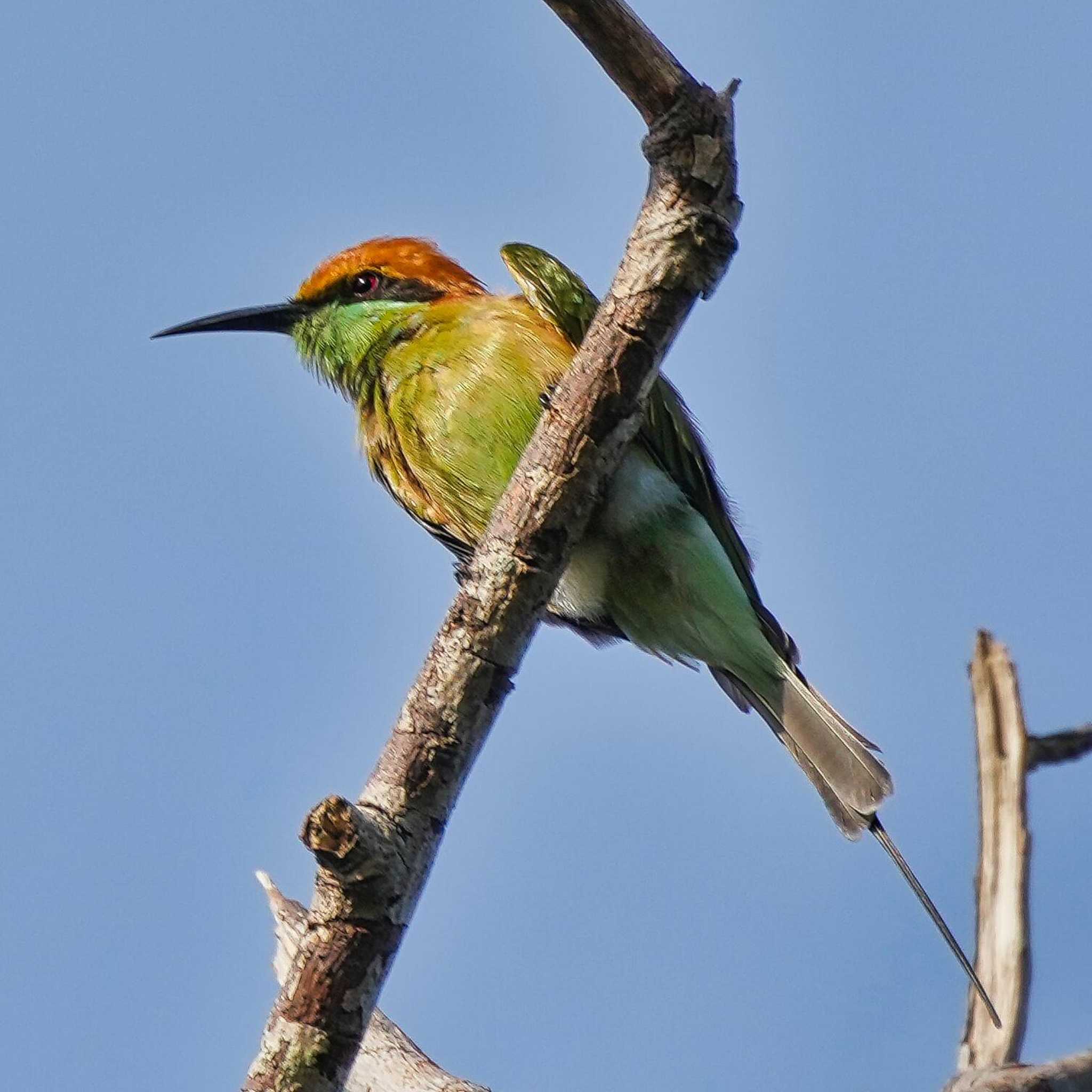 Photo of Asian Green Bee-eater at Bang Phra Non-Hunting area by span265