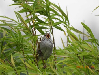 Japanese Bush Warbler 札幌モエレ沼公園 Sat, 5/28/2022