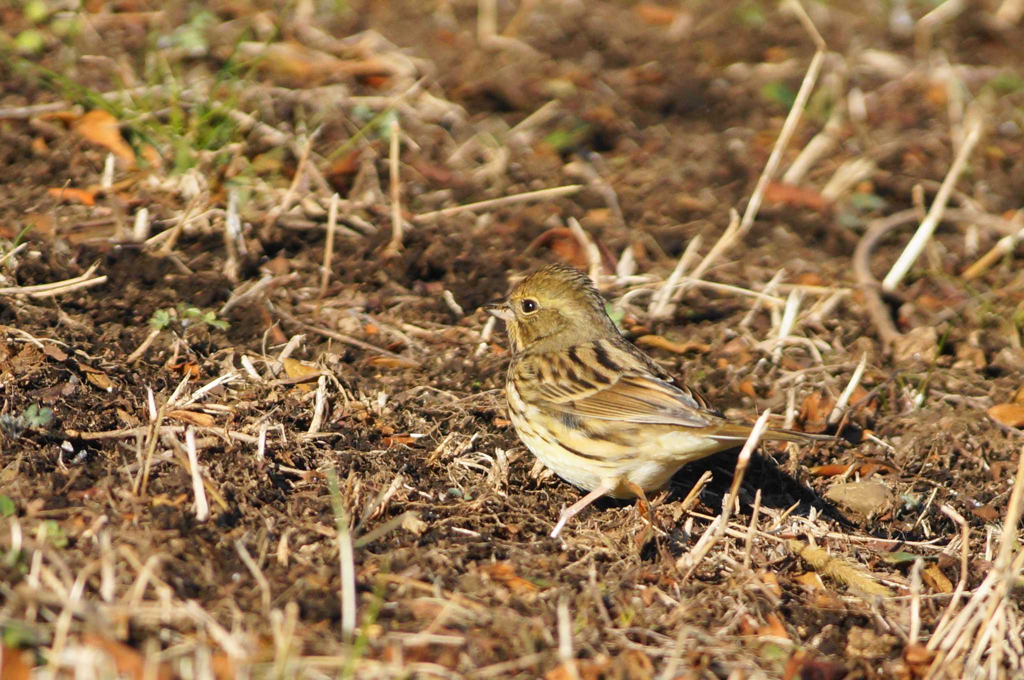 Masked Bunting