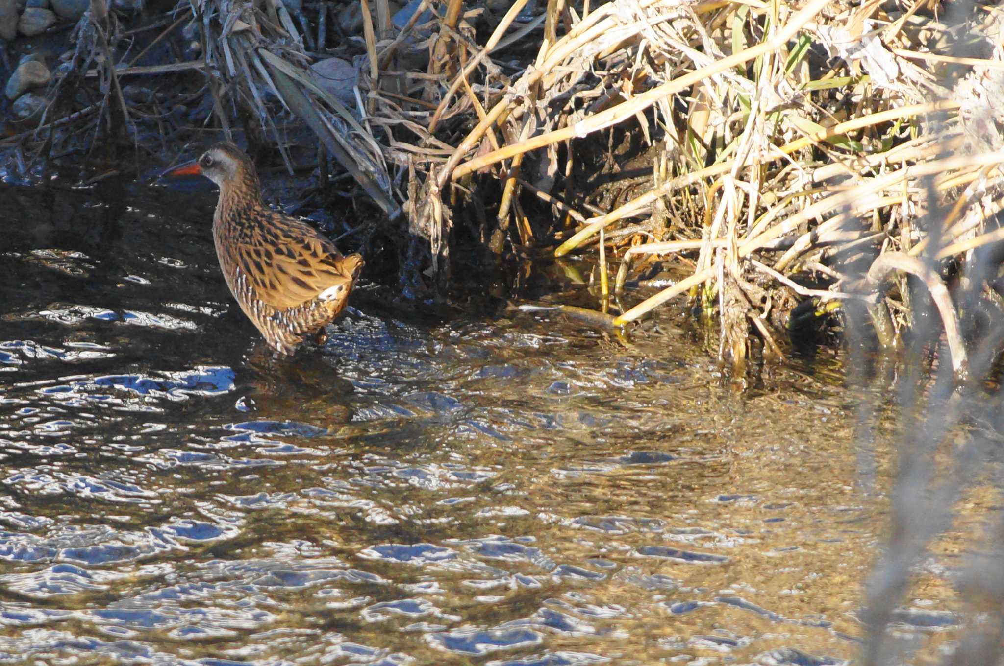 Brown-cheeked Rail