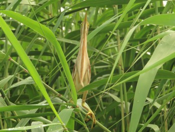 2022年7月17日(日) 平塚田んぼの野鳥観察記録