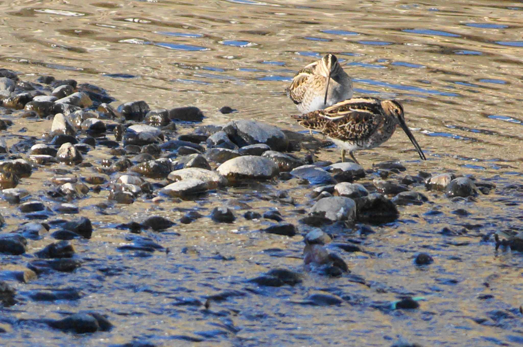 Common Snipe