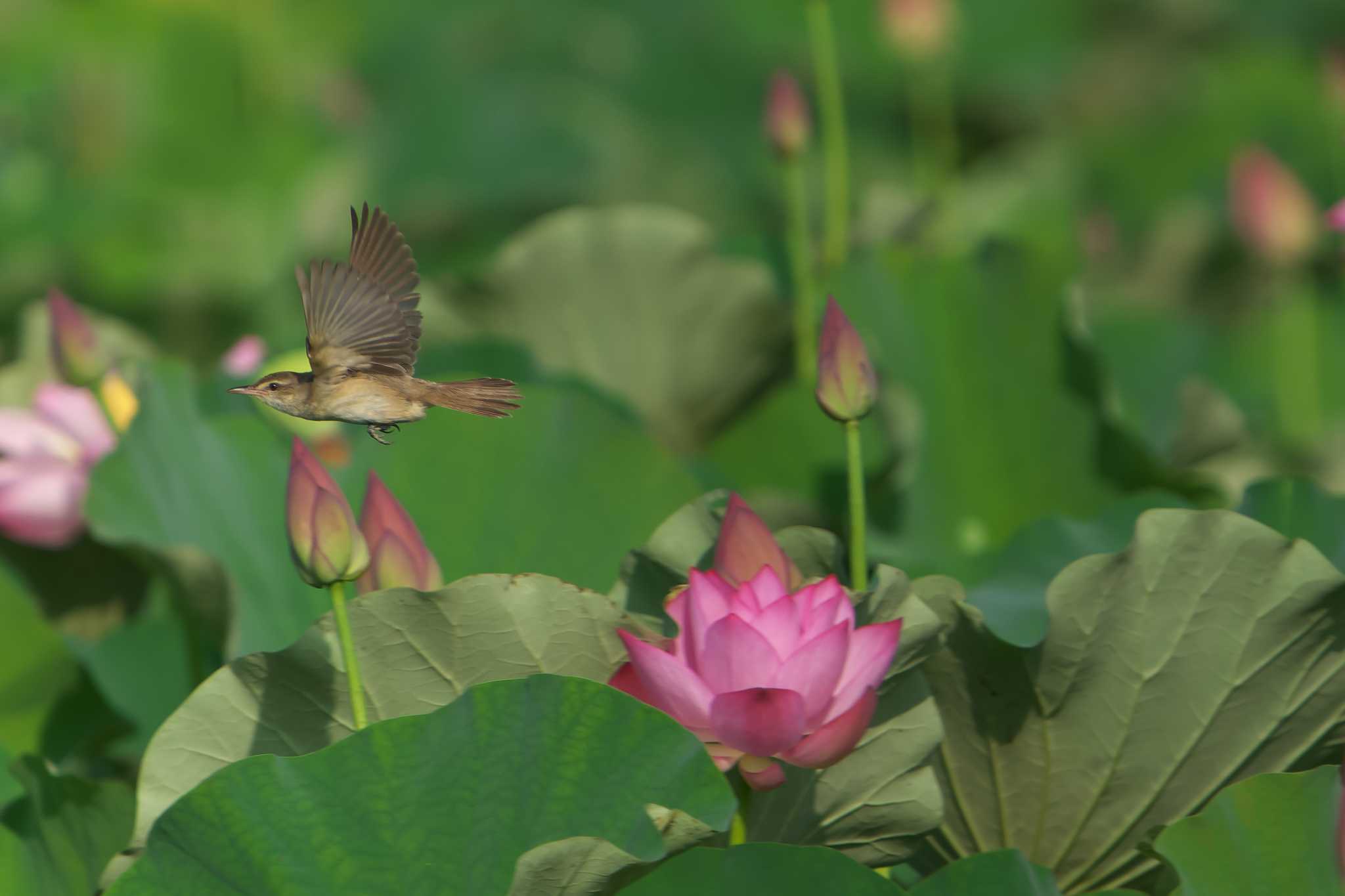 Oriental Reed Warbler