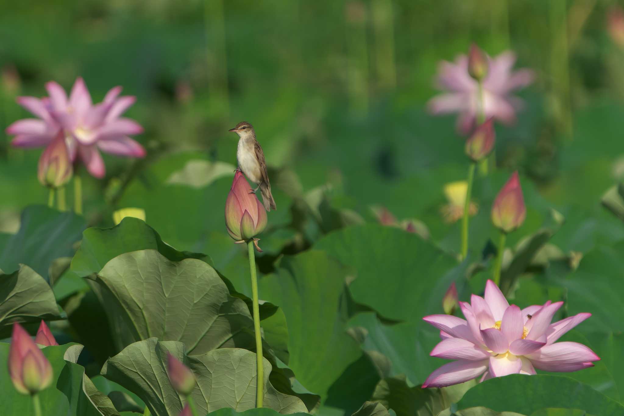 Oriental Reed Warbler