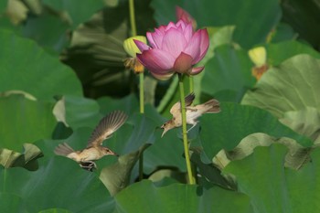 2022年7月17日(日) 明石市の野鳥観察記録