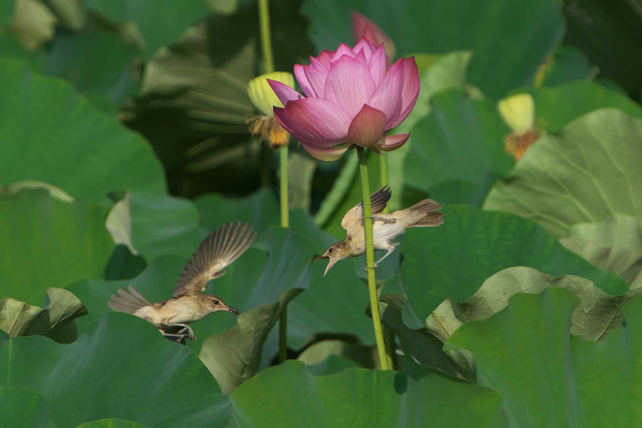 Oriental Reed Warbler