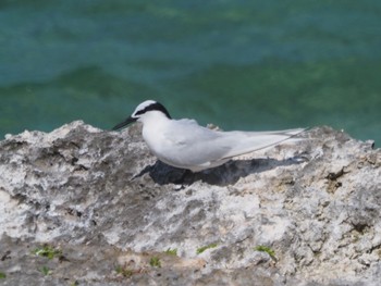 Black-naped Tern Miyako Island Thu, 7/14/2022