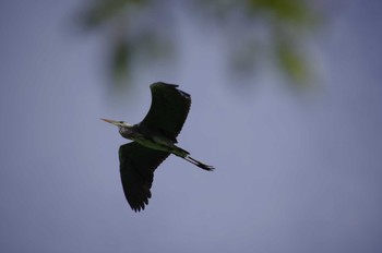 Grey Heron Shinobazunoike Sun, 7/17/2022