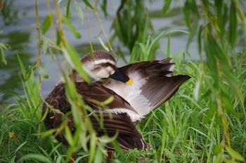 Eastern Spot-billed Duck Shinobazunoike Sun, 7/17/2022