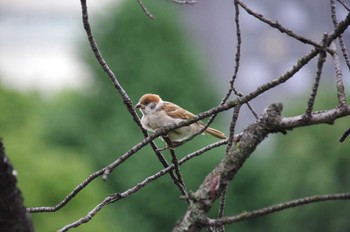 Eurasian Tree Sparrow Shinobazunoike Sun, 7/17/2022