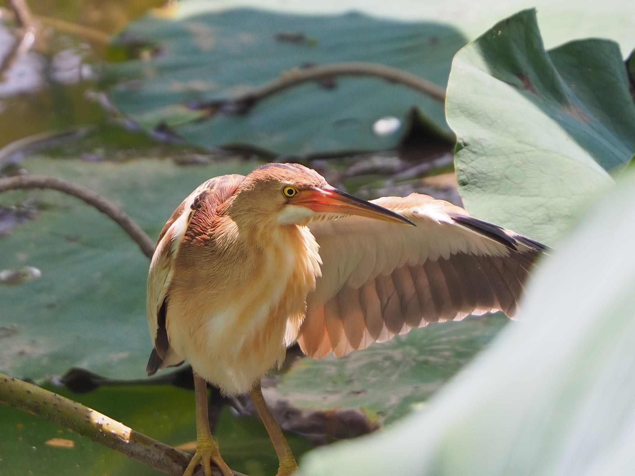 Photo of Yellow Bittern at 埼玉 by mk623