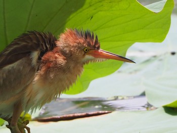 Yellow Bittern 埼玉 Sat, 7/9/2022