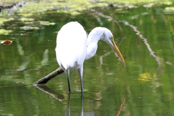 ダイサギ 明石公園 2022年5月26日(木)