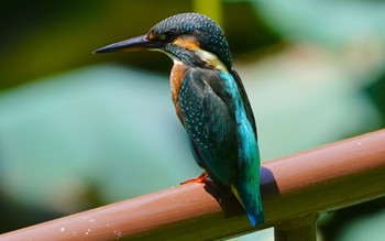 カワセミ 佐竹公園(大阪府吹田市) 2022年7月17日(日)