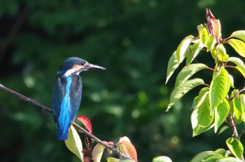 Common Kingfisher 大栗川 Sun, 7/17/2022