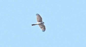 2018年1月14日(日) 多磨霊園の野鳥観察記録