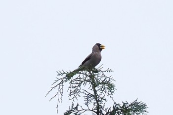 2022年7月17日(日) 箱根森のふれあい館の野鳥観察記録