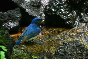 Blue-and-white Flycatcher 西湖野鳥の森公園 Sun, 7/17/2022