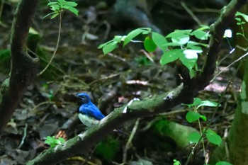 Blue-and-white Flycatcher 西湖野鳥の森公園 Sun, 7/17/2022