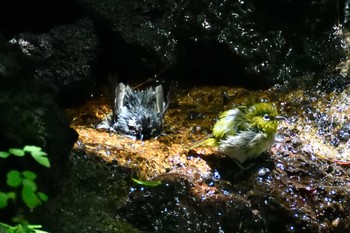 Unknown Species 西湖野鳥の森公園 Sun, 7/17/2022