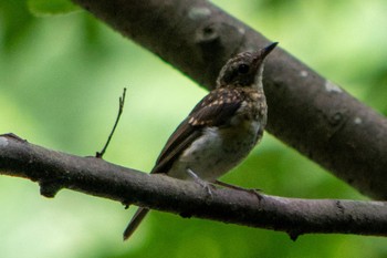 Asian Brown Flycatcher 静岡県立森林公園 Sun, 7/17/2022