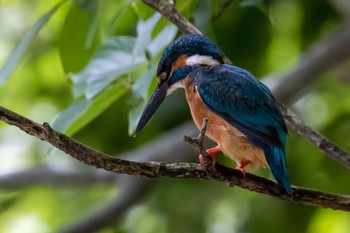 Common Kingfisher 横浜市 Sun, 7/17/2022