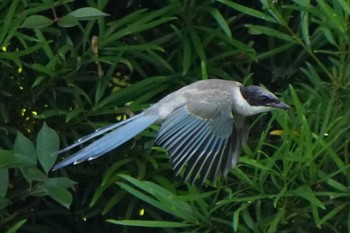 Azure-winged Magpie 鶴見川 Sun, 7/17/2022