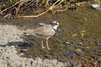 Little Ringed Plover 早淵川 Sun, 7/17/2022