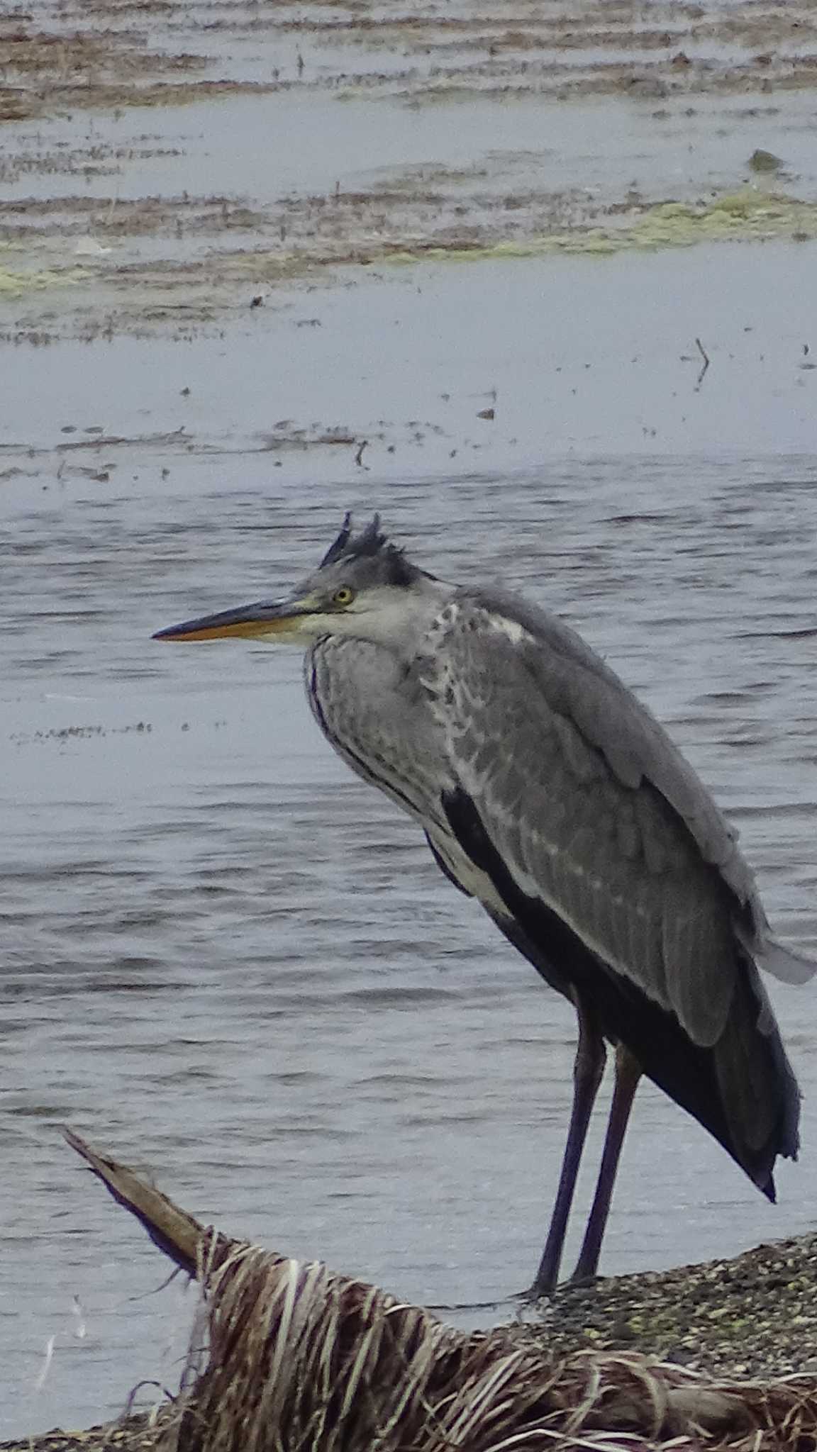 Grey Heron