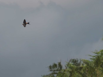 Red-rumped Swallow 大野山 Sun, 7/17/2022