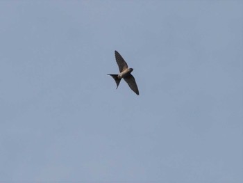 Red-rumped Swallow 大野山 Sun, 7/17/2022
