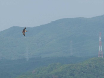 Red-rumped Swallow 大野山 Sun, 7/17/2022