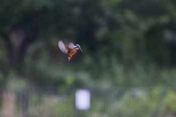 カワセミ 千里南公園 2022年7月17日(日)