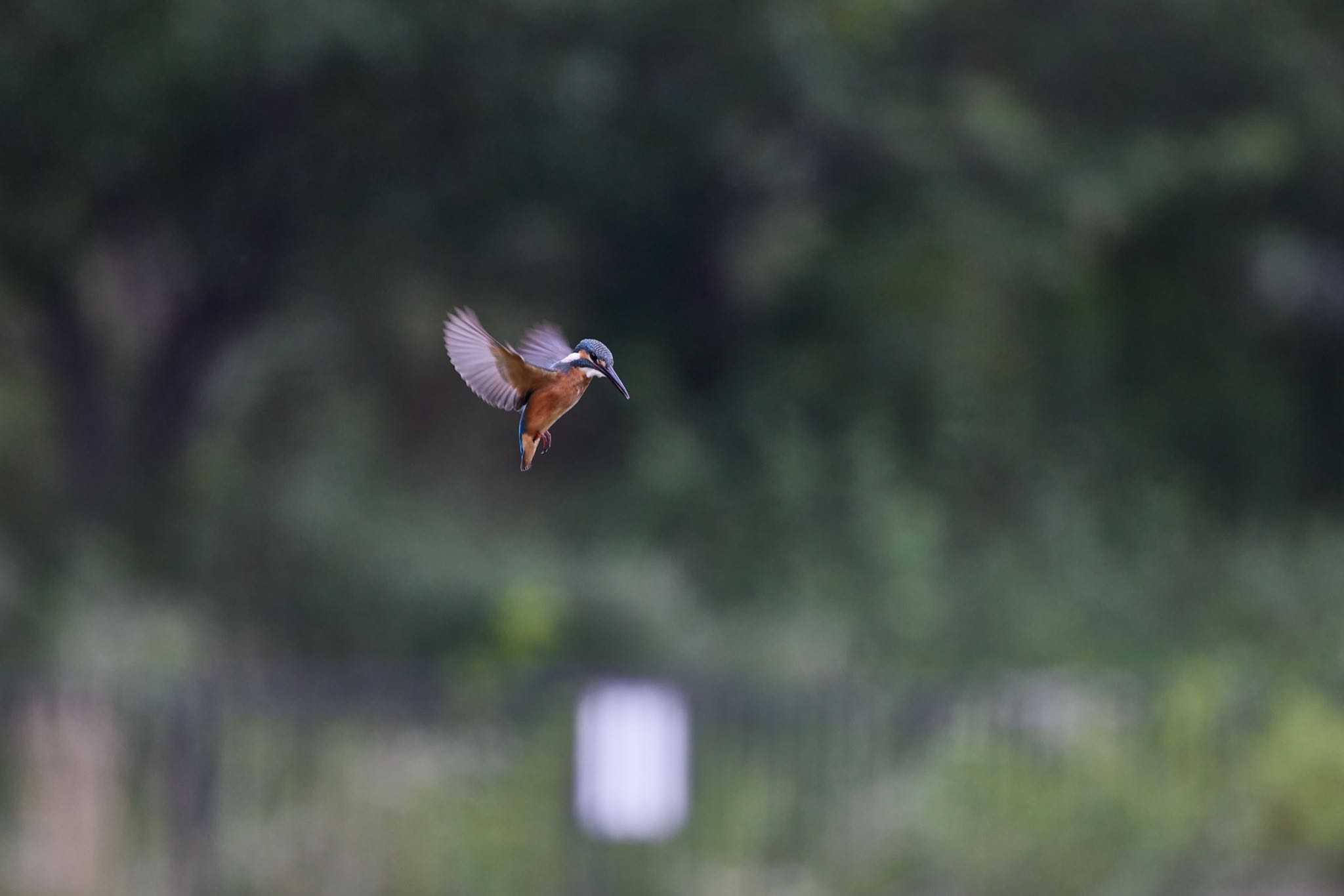 Photo of Common Kingfisher at 千里南公園 by 明石のおやじ