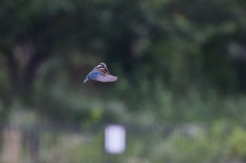 カワセミ 千里南公園 2022年7月17日(日)