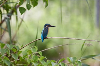 カワセミ 千里南公園 2022年7月17日(日)