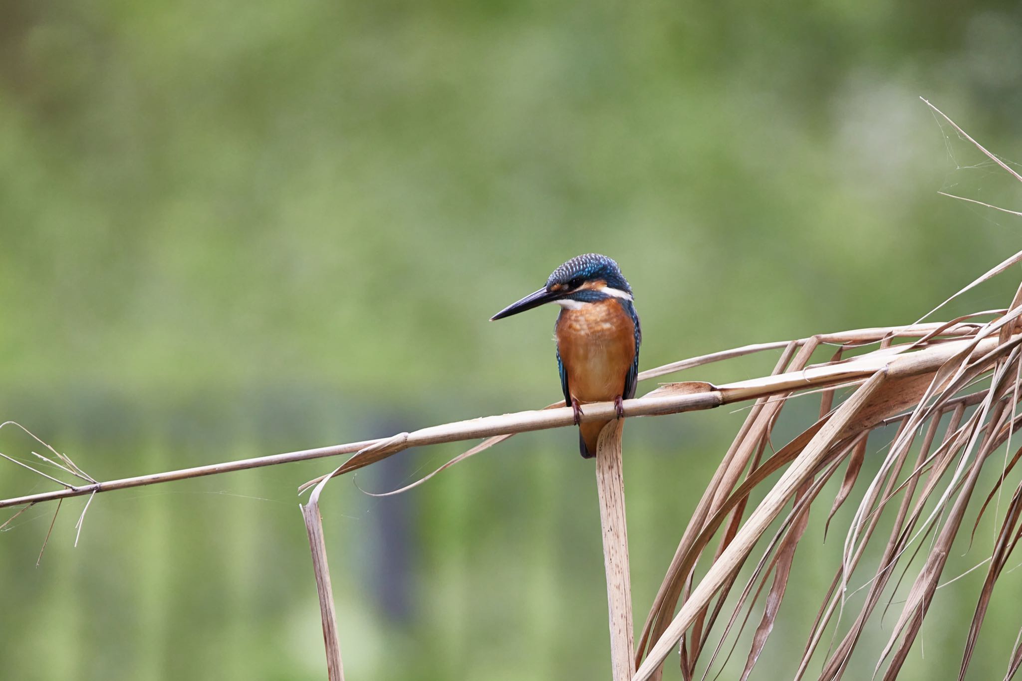 Photo of Common Kingfisher at 千里南公園 by 明石のおやじ
