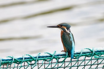 カワセミ 千里南公園 2022年7月17日(日)